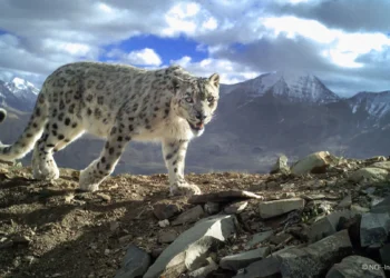 How AI Could Help Save Snow Leopards from Extinction New Tech Alerts Villagers