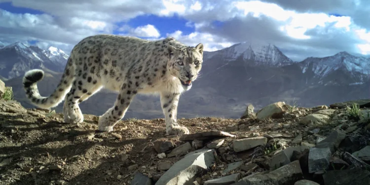 How AI Could Help Save Snow Leopards from Extinction New Tech Alerts Villagers