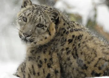 "How AI Could Help Save Snow Leopards from Extinction: New Tech Alerts Villagers"