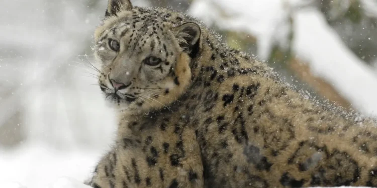"How AI Could Help Save Snow Leopards from Extinction: New Tech Alerts Villagers"