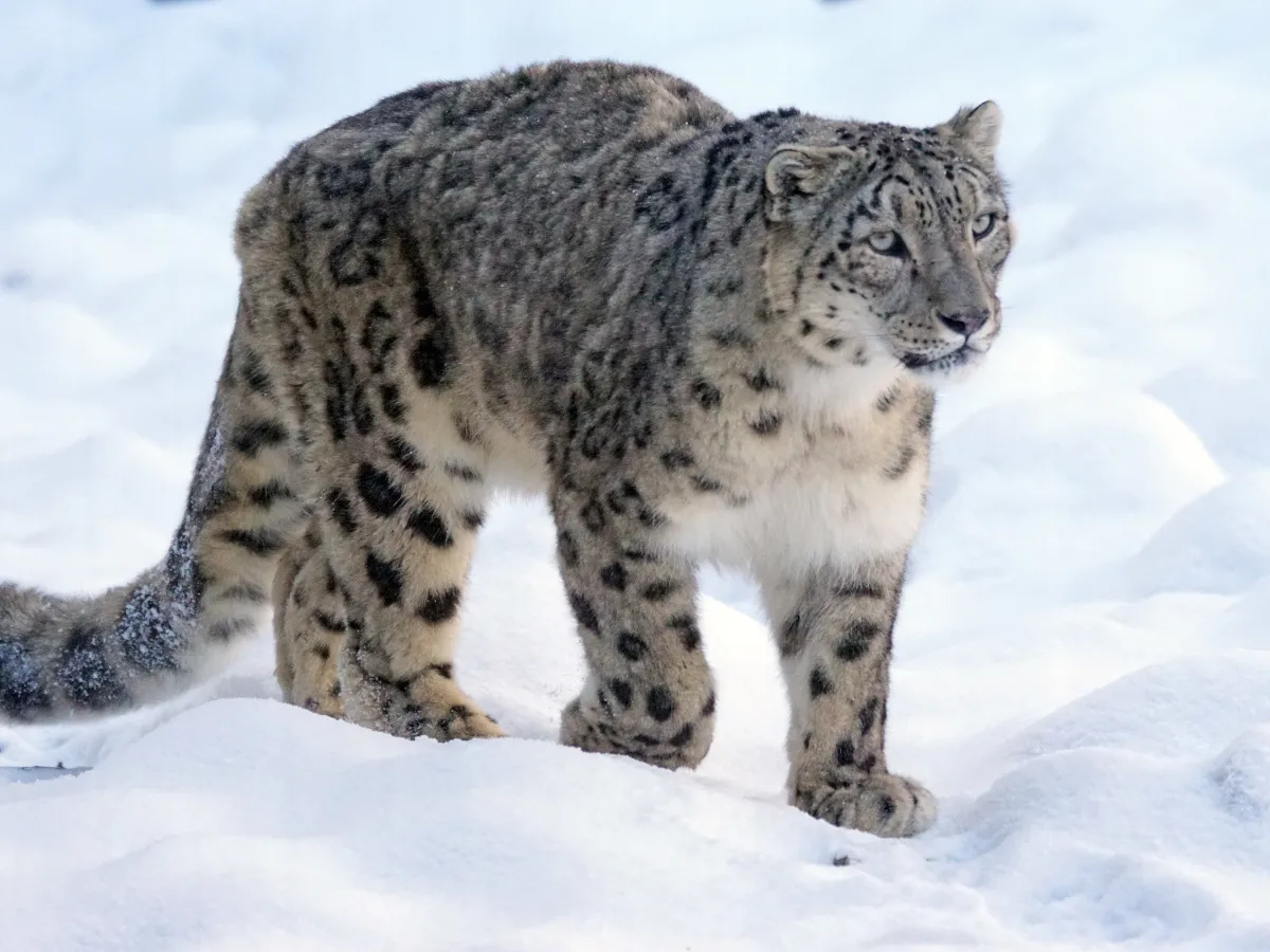  How AI Alerts Could Save Snow Leopards From Extinction in Pakistan’s Mountains